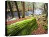 Forest of Eastern Hemlock Trees in East Haddam, Connecticut, USA-Jerry & Marcy Monkman-Stretched Canvas