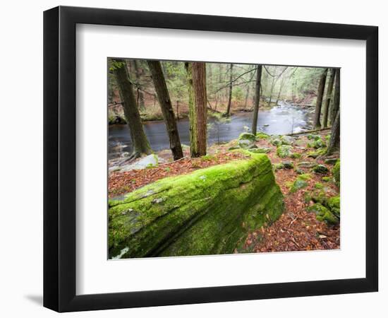 Forest of Eastern Hemlock Trees in East Haddam, Connecticut, USA-Jerry & Marcy Monkman-Framed Photographic Print