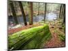 Forest of Eastern Hemlock Trees in East Haddam, Connecticut, USA-Jerry & Marcy Monkman-Mounted Photographic Print