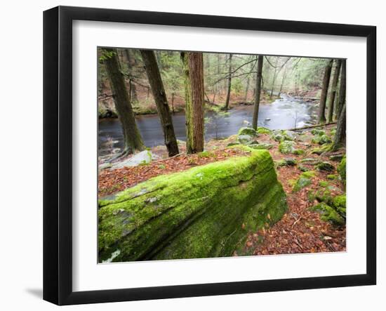 Forest of Eastern Hemlock Trees in East Haddam, Connecticut, USA-Jerry & Marcy Monkman-Framed Photographic Print