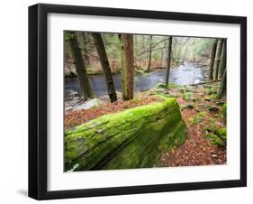 Forest of Eastern Hemlock Trees in East Haddam, Connecticut, USA-Jerry & Marcy Monkman-Framed Photographic Print