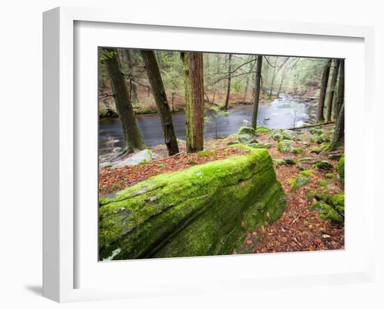 Forest of Eastern Hemlock Trees in East Haddam, Connecticut, USA-Jerry & Marcy Monkman-Framed Photographic Print