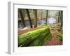 Forest of Eastern Hemlock Trees in East Haddam, Connecticut, USA-Jerry & Marcy Monkman-Framed Photographic Print