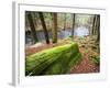 Forest of Eastern Hemlock Trees in East Haddam, Connecticut, USA-Jerry & Marcy Monkman-Framed Photographic Print