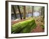 Forest of Eastern Hemlock Trees in East Haddam, Connecticut, USA-Jerry & Marcy Monkman-Framed Photographic Print