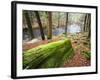 Forest of Eastern Hemlock Trees in East Haddam, Connecticut, USA-Jerry & Marcy Monkman-Framed Photographic Print