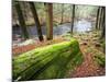 Forest of Eastern Hemlock Trees in East Haddam, Connecticut, USA-Jerry & Marcy Monkman-Mounted Photographic Print