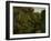 Forest of Fontainebleau,-Gustave Courbet-Framed Art Print