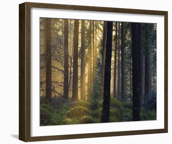 Forest Of Light-Henrik Lund-Framed Giclee Print