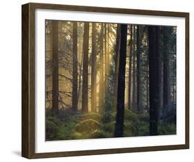 Forest Of Light-Henrik Lund-Framed Giclee Print