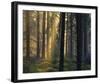 Forest Of Light-Henrik Lund-Framed Giclee Print