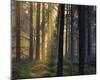 Forest Of Light-Henrik Lund-Mounted Giclee Print