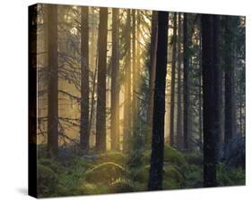 Forest Of Light-Henrik Lund-Stretched Canvas