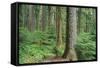 Forest of Old Growth Douglas Firs-Darrell Gulin-Framed Stretched Canvas