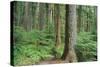 Forest of Old Growth Douglas Firs-Darrell Gulin-Stretched Canvas