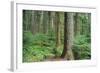 Forest of Old Growth Douglas Firs-Darrell Gulin-Framed Photographic Print