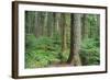 Forest of Old Growth Douglas Firs-Darrell Gulin-Framed Photographic Print