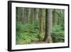 Forest of Old Growth Douglas Firs-Darrell Gulin-Framed Photographic Print