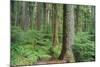 Forest of Old Growth Douglas Firs-Darrell Gulin-Mounted Photographic Print