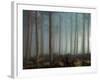 Forest of Pine-Malcolm McBeath-Framed Photographic Print