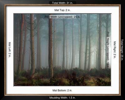 Forest of Pine' Photographic Print - Malcolm McBeath | AllPosters.com