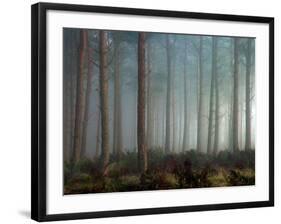 Forest of Pine-Malcolm McBeath-Framed Photographic Print