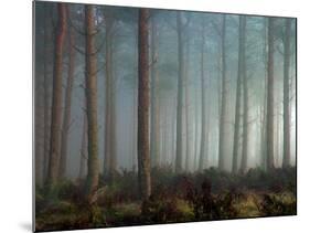 Forest of Pine-Malcolm McBeath-Mounted Photographic Print