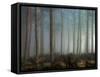 Forest of Pine-Malcolm McBeath-Framed Stretched Canvas