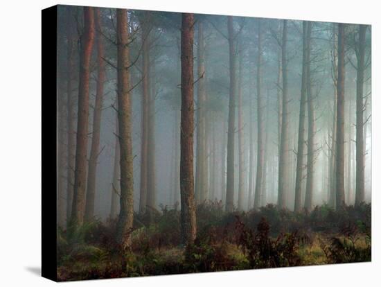 Forest of Pine-Malcolm McBeath-Stretched Canvas