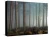 Forest of Pine-Malcolm McBeath-Stretched Canvas