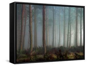 Forest of Pine-Malcolm McBeath-Framed Stretched Canvas