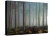 Forest of Pine-Malcolm McBeath-Stretched Canvas