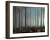 Forest of Pine-Malcolm McBeath-Framed Photographic Print