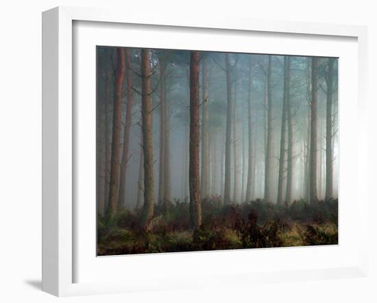 Forest of Pine-Malcolm McBeath-Framed Photographic Print