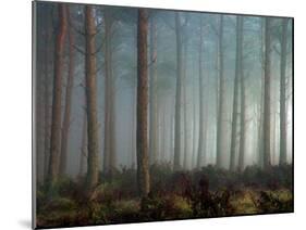 Forest of Pine-Malcolm McBeath-Mounted Photographic Print