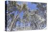 Forest of Scots Pine after Heavy Snowfall, Cairngorms National Park, Scotland, March 2012-Peter Cairns-Stretched Canvas