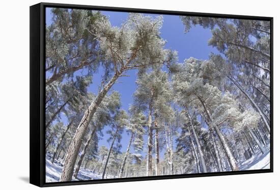 Forest of Scots Pine after Heavy Snowfall, Cairngorms National Park, Scotland, March 2012-Peter Cairns-Framed Stretched Canvas