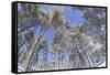 Forest of Scots Pine after Heavy Snowfall, Cairngorms National Park, Scotland, March 2012-Peter Cairns-Framed Stretched Canvas