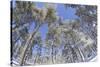 Forest of Scots Pine after Heavy Snowfall, Cairngorms National Park, Scotland, March 2012-Peter Cairns-Stretched Canvas