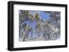 Forest of Scots Pine after Heavy Snowfall, Cairngorms National Park, Scotland, March 2012-Peter Cairns-Framed Photographic Print