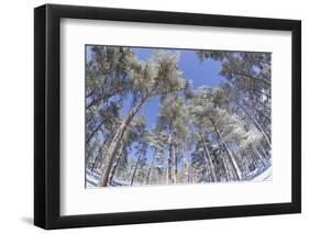 Forest of Scots Pine after Heavy Snowfall, Cairngorms National Park, Scotland, March 2012-Peter Cairns-Framed Photographic Print