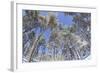 Forest of Scots Pine after Heavy Snowfall, Cairngorms National Park, Scotland, March 2012-Peter Cairns-Framed Photographic Print