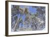 Forest of Scots Pine after Heavy Snowfall, Cairngorms National Park, Scotland, March 2012-Peter Cairns-Framed Photographic Print