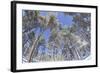 Forest of Scots Pine after Heavy Snowfall, Cairngorms National Park, Scotland, March 2012-Peter Cairns-Framed Photographic Print