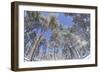 Forest of Scots Pine after Heavy Snowfall, Cairngorms National Park, Scotland, March 2012-Peter Cairns-Framed Photographic Print