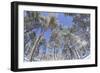 Forest of Scots Pine after Heavy Snowfall, Cairngorms National Park, Scotland, March 2012-Peter Cairns-Framed Photographic Print