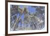 Forest of Scots Pine after Heavy Snowfall, Cairngorms National Park, Scotland, March 2012-Peter Cairns-Framed Photographic Print