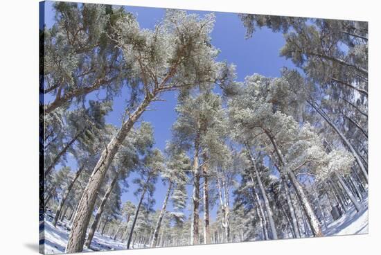 Forest of Scots Pine after Heavy Snowfall, Cairngorms National Park, Scotland, March 2012-Peter Cairns-Stretched Canvas