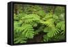 Forest of Tree Ferns, Cibotium Glaucum, Volcano, Hawaii-Maresa Pryor-Framed Stretched Canvas