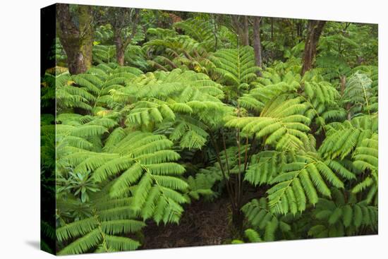 Forest of Tree Ferns, Cibotium Glaucum, Volcano, Hawaii-Maresa Pryor-Stretched Canvas